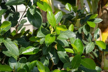 Canlı bir bahçede yakalanan yemyeşil yaprakların güzelliğini keşfedin..
