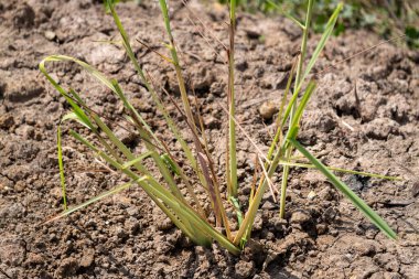 Kuru toprakta filizlenen çimenlerin dayanıklılığını keşfetmek doğanın azmini gösterir..