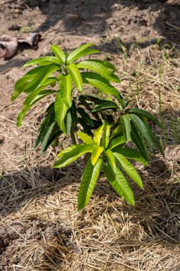 Genç mango fidanlarının güneş ışığı altında zengin topraklarda büyümesine tanık olun..