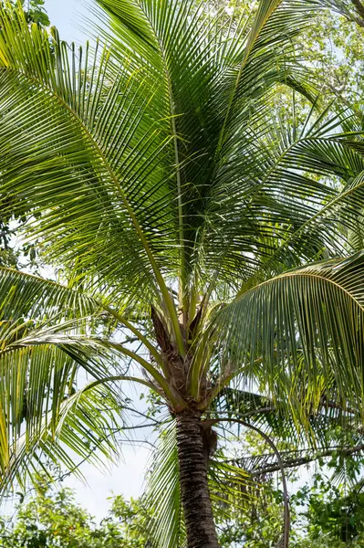 Güneş ışığının tadını çıkaran canlı bir palmiye ağacı tropik bir ortamda doğanın güzelliğini gözler önüne seriyor..