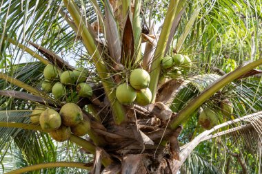 Canlı bir tropikal ortamda yetişen yeşil hindistan cevizlerinin güzelliğini keşfedin..