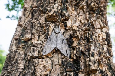 Bu görüntü, ağaç kabuğuna kusursuz bir şekilde karışan bir güve yakalar ve doğanın kamuflaj sanatını gösterir..