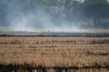 Huzurlu bir sahne pirinç hasadının ardından altın tarlalarda sürüklenen dumanı yakalar..