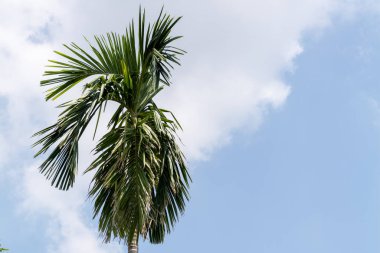 Canlı bir palmiye ağacı, açık bir gökyüzü altında tropikal güzelliğin özünü yakalar..
