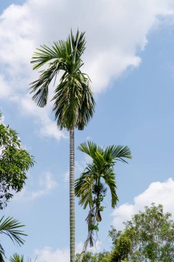 Palmiye ağaçlarının güzelliğini keşfedin, bu doğadaki dingin mavi gökyüzüne karşı. .