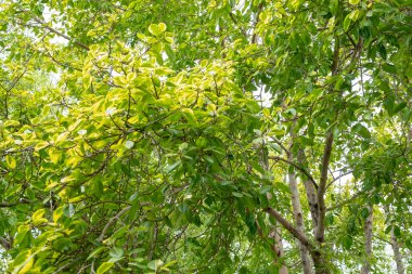 Sakin bir orman ortamında canlı yeşil yaprakların sükunetini hissedin..