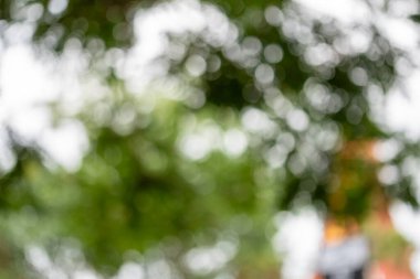 Şehir doğasının dingin güzelliğini keşfedin yumuşak odaklı mercek ile yemyeşil bir ortam yakalayın..