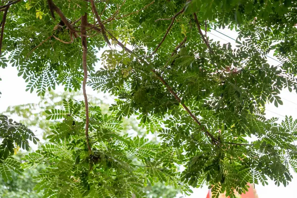 Güneşli bir ağaç tepe örtüsünün güzelliğini keşfetmek doğanın canlı yeşilliklerini gözler önüne seriyor..