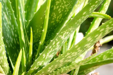 Ana bahçenizde sağlıklı büyüme için gerekli Aloe Vera bakım tekniklerini araştırın..