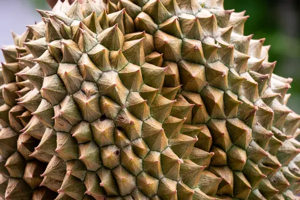 Durian meyvesinin doğal yağmur ormanı habitatındaki karmaşık ayrıntılarını keşfedin..