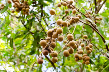 Canlı bir tropikal orman ortamında yetişen Longan meyvelerinin güzelliğini keşfedin..