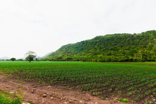 Dalgalı tepelere kurulmuş canlı yeşil tarlalar doğanın cömertliğini sergiliyor..