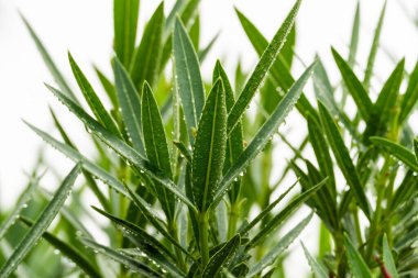 yemyeşil yapraklar yağmur damlacıklarıyla parıldar doğanın esnekliğini ve tazeliğini sembolize eder.