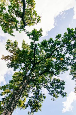 Doğanın sükunetine daldırılmış canlı bir gökyüzünün altında yükselen ağaçların güzelliğini keşfedin..