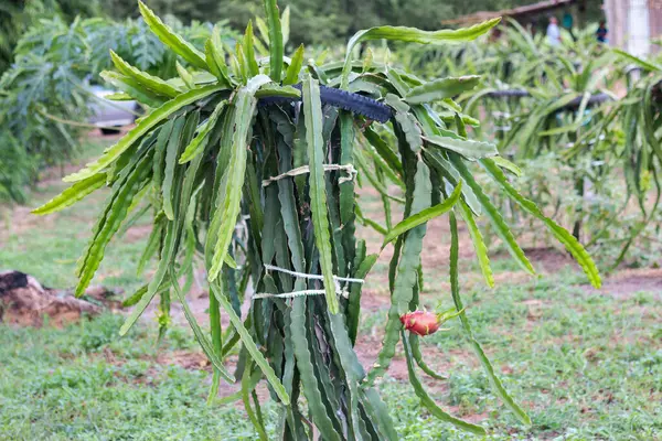 Bereketli bir tropikal bahçede canlı ejderha meyvesi yetiştirme keşfetmek sürdürülebilir tarım uygulamaları sergiliyor.