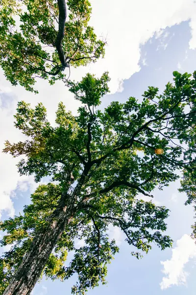 Doğanın sükunetine daldırılmış canlı bir gökyüzünün altında yükselen ağaçların güzelliğini keşfedin..