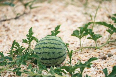 Huzurlu bir çiftlik arazisini hasat eden karpuzun güzelliğini ve işleyişini keşfedin..