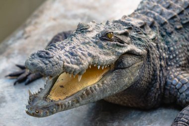 Bir timsahın doğal ortamındaki vahşi yaşam barınağındaki büyüleyici detaylarını araştırın..