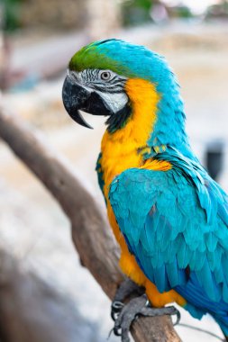 Canlı bir papağan, yemyeşil bir tropikal ortamda bir dalı dinlendirirken renklerini sergiler..