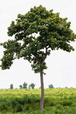 Yalnız bir ağaç, canlı yeşil bir alanda gelişir ve doğanın güzelliğini gösterir..