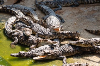 Timsah yuvalarının doğal sulak yaşam alanlarındaki alışkanlıklarını keşfetmek benzersiz davranışlarını sergiliyor..
