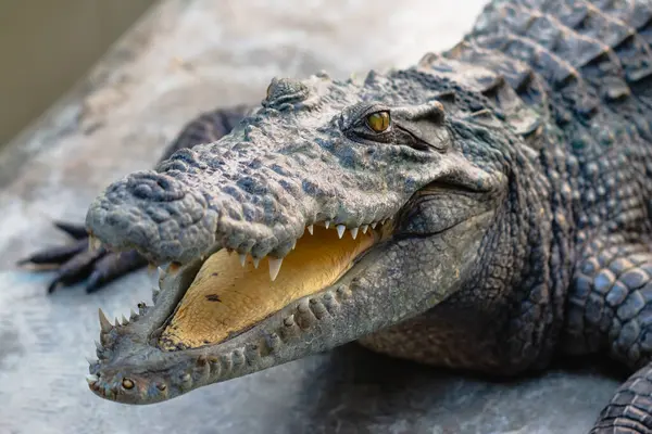 Bir timsahın doğal ortamındaki vahşi yaşam barınağındaki büyüleyici detaylarını araştırın..