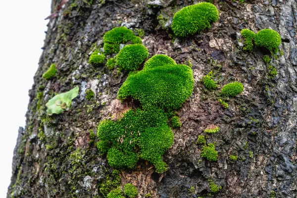 Ağaçların yemyeşil ekosisteminde gelişen karmaşık yosun desenlerini keşfedin..