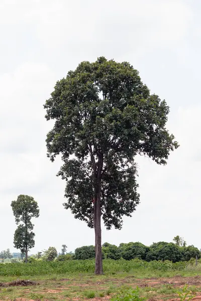 Issız bir ağaç, doğanın kucaklamasındaki sükuneti somutlaştıran kırsal bir araziyi şereflendirir..