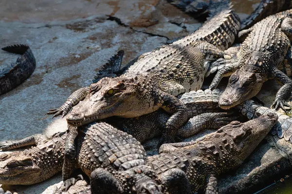 Timsahların doğal ortamlarındaki büyüleyici sosyal dinamiklerini keşfedin..