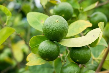 Hayat dolu canlı bir meyve bahçesinde kireç ekiminin bereketli dünyasını keşfedin..