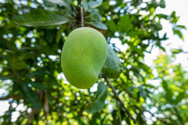 Tropikal bir meyve bahçesinde asılı duran yeşil bir mango, doğanın cömertliğini gözler önüne seriyor..
