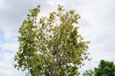 Yumuşak bulutların arasında yemyeşil ağaç büyür doğa açık hava dinginliği berrak gökyüzü