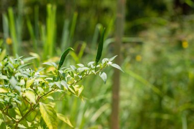 Yeşil biber hasadı. Yeşillik. Yeşillik.