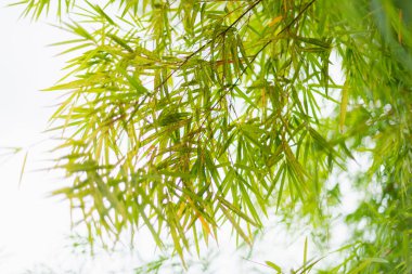 Bambu ormanlarında hafif bir esinti var. Doğa, sakin bir hava manzarası.