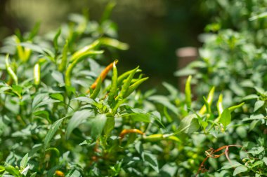 Taze yeşil biber hasat ediyorum. Şehir bahçesi. Parlak bir gün.