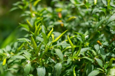 Taze yeşil biber hasadı organik çiftlik doğası canlı yeşil alan yakın tarım