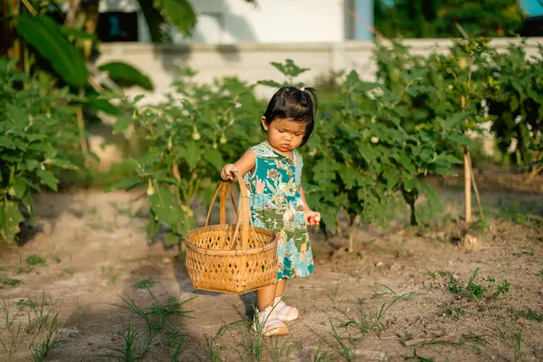 Kırsal kesimde sebze toplayan bir çocuk gün ışığında keşif yapıyor.