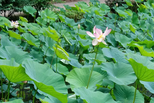 Mooie Lotusbloemen Naast Een Natuurpad Budding Rechtenvrije Stockafbeeldingen