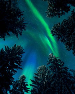 Kuzey ışıkları (Aurora borealis) ağaç tepeleri, karlı çam ağaçları, soğuk kış gecelerinde sıkıcı ormanlar, Finlandiya.