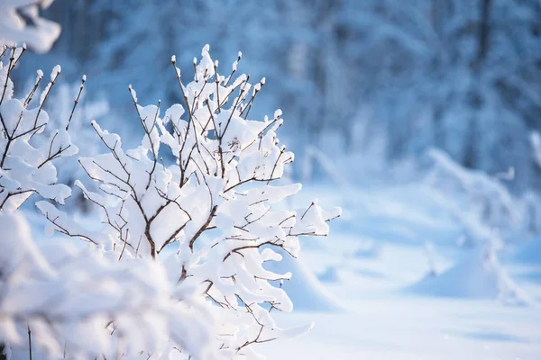 Snowy lilac bush against blurred forest background, beautiful day in the winter graden. 