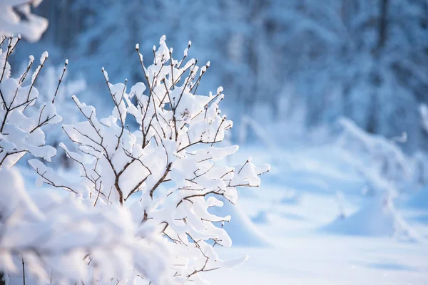 Havas Orgona Bokor Ellen Elmosódott Erdő Háttér Gyönyörű Nap Téli Stock Kép