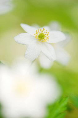 Yel çiçeği / ahşap anemonun (Anemone nemorosa) yakın çekimi. Çiçek kekemeliğine odaklan. Sığ alan derinliği.