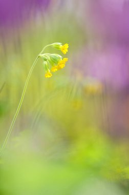 Cowslip flowers (Primula veris). Selective focus and shallow depth of field.