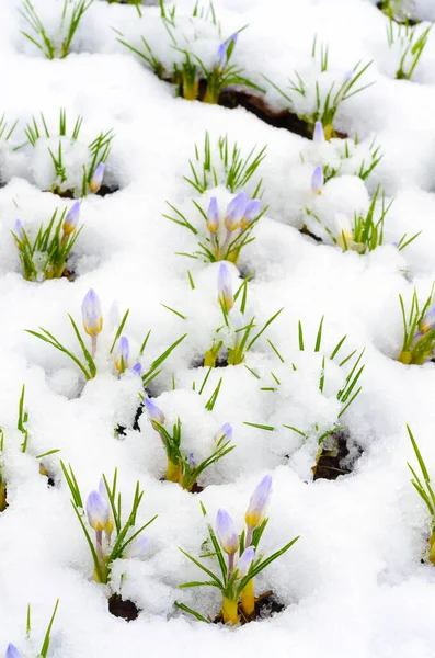 Crocus flowers emerging through snow in early spring