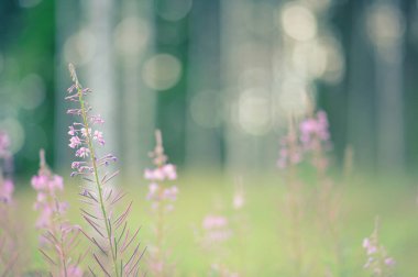 Fireweed çiçekleri tarlada çiçek açıyor. Seçici odak ve alanın sığ derinliği.