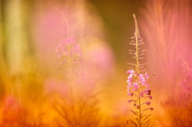 Bumblebee ateş otunun üzerinde nektar topluyor ve çiçekleri tozlaştırıyor. Sığ alan derinliği.