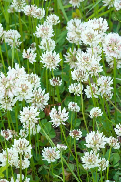 White Clover Trifolium Repens Flowers Field — Stock Photo, Image