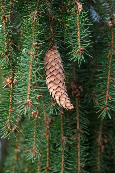 Świerk Europejski Aka Świerk Norweski Abies Picea Stożek Wiszący Gałęzi — Zdjęcie stockowe