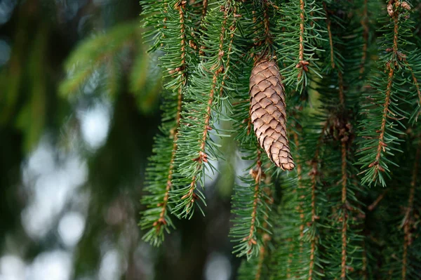 European Spruce Aka Norway Spruce Picea Abies Cone Hanging Branch — Stock Photo, Image
