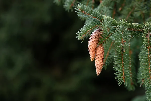 European Spruce Aka Norway Spruce Picea Abies Cones Hanging Branch — Stock Photo, Image